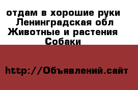 отдам в хорошие руки - Ленинградская обл. Животные и растения » Собаки   